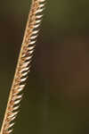 Saltmarsh fingergrass